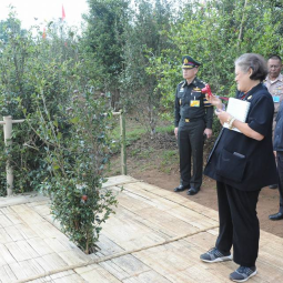 Her Royal Highness Princess Maha Chakri Sirindhorn visits Tea Oil Plantation Project at Pang Mahan village, Mae Fah Luang district, Chiang Rai province