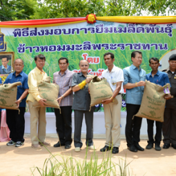 <strong>Read more about</strong><br />Jasmine Rice Seed Distribution Ceremony to Farmers in Surin Province Jasmine Rice Seed Distribution Ceremony to Farmers in Surin Province