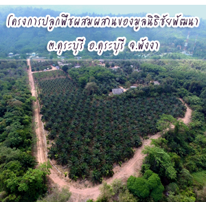 โครงการปลูกพืชผสมผสานของมูลนิธิชัยพัฒนา (กม.720) ต.คุระบุรี อ.คุระบุรี