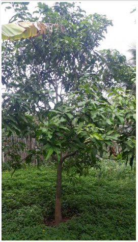 bioDiesel 20190708 3