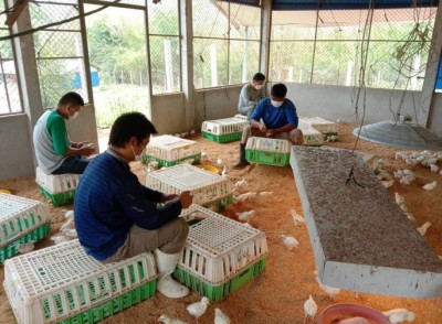 โครงการศูนย์พัฒนาพันธุ์สัตว์พระราชทานด่านซ้าย ต.ด่านซ้าย ... รูปภาพ 2