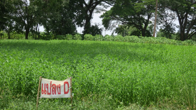 โครงการพัฒนาที่ดินมูลนิธิชัยพัฒนาบ้านเหมือดแอ่ ต.หนองตูม ... รูปภาพ 30