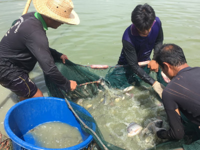 โครงการศูนย์ชัยพัฒนาการเกษตรสิรินธร ต.เนินมะกอก อ.บางมูลนาก ... รูปภาพ 7