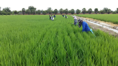 โครงการศูนย์ชัยพัฒนาการเกษตรสิรินธร ต.เนินมะกอก อ.บางมูลนาก ... รูปภาพ 2