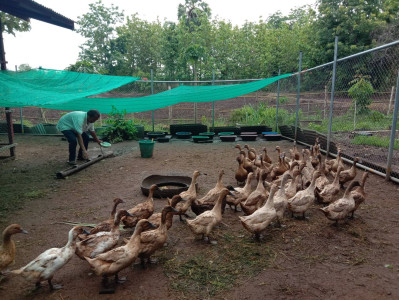 โครงการพัฒนาที่ดินมูลนิธิชัยพัฒนา ต.ป่าคาย อ.ทองแสนขัน ... รูปภาพ 2