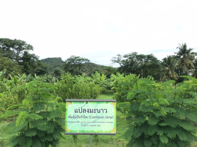 โครงการสวนสมเด็จพระศรีนครินทราบรมราชชนนี ต.สามพระยา อ.ชะอำ ... รูปภาพ 14