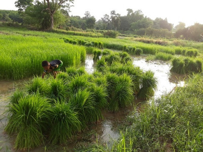 โครงการพัฒนาพื้นที่มูลนิธิชัยพัฒนา ต.กุดแห่ อ.เลิงนกทา ... รูปภาพ 5