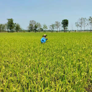 โครงการพัฒนาที่ดินมูลนิธิชัยพัฒนาบ้านบึงแวง-หนองไผ่ ... รูปภาพ 3