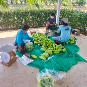 โครงการพัฒนาที่ดินมูลนิธิชัยพัฒนาบ้านบึงแวง-หนองไผ่ ... รูปภาพ 7