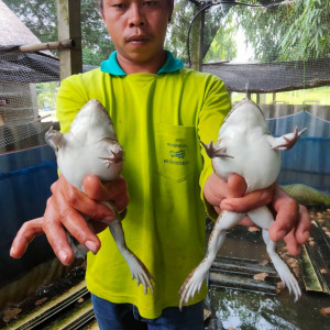 โครงการพัฒนาที่ดินมูลนิธิชัยพัฒนาบ้านบึงแวง-หนองไผ่ ... รูปภาพ 14