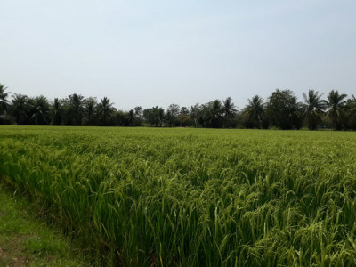 โครงการศูนย์สาธิตพืชไร่และพืชสวนอันเนื่องมาจากพระราชดำริ ... รูปภาพ 2