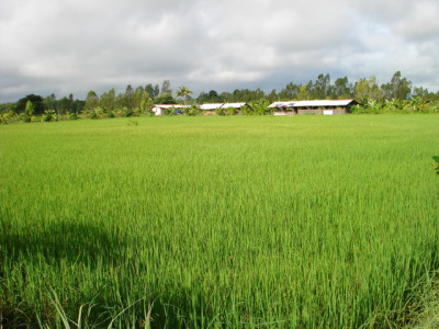 โครงการสาธิตการเกษตรแบบผสมผสาน อ.รัตนบุรี จ.สุรินทร์ รูปภาพ 21