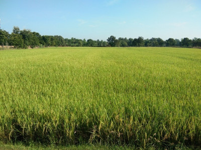 โครงการพัฒนาการปรับปรุงบำรุงดินสำหรับการทำนาบ้านเด่นใหญ่ ... รูปภาพ 2