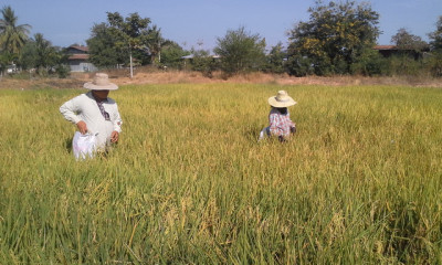 โครงการพัฒนาการปรับปรุงบำรุงดินสำหรับการทำนาบ้านเด่นใหญ่ ... รูปภาพ 4