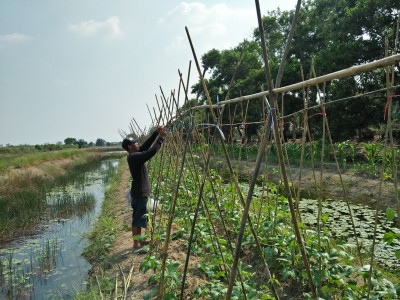 โครงการพัฒนาที่ดินมูลนิธิชัยพัฒนา ต.ศรีจุฬา อ.เมือง ... รูปภาพ 11