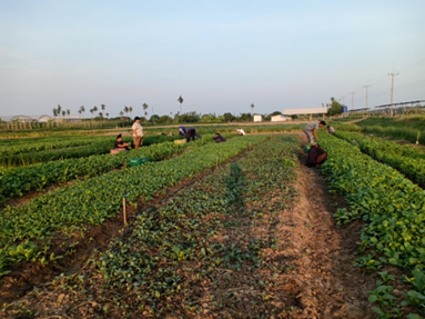 โครงการศูนย์บริการวิชาการเกษตรของมูลนิธิชัยพัฒนา ... รูปภาพ 9