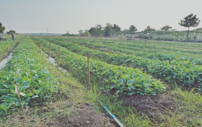 โครงการศูนย์ 100 ปี หม่อมหลวงบัว กิติยากร ต.บางสมบูรณ์ ... รูปภาพ 2