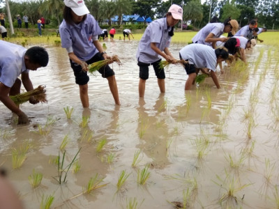 โครงการสาธิตทฤษฎีใหม่อันเนื่องมาจากพระราชดำริ (ปักธงชัย) ... รูปภาพ 20