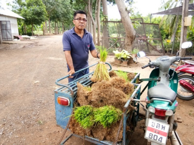 โครงการสาธิตทฤษฎีใหม่อันเนื่องมาจากพระราชดำริ (ปักธงชัย) ... รูปภาพ 21