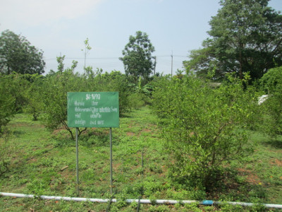 โครงการพัฒนาพื้นที่การเกษตรแบบผสมผสานบ้านติ้ว จ.อุดรธานี รูปภาพ 18