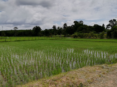 โครงการพัฒนาพื้นที่มูลนิธิชัยพัฒนา ต.กุดแห่ อ.เลิงนกทา ... รูปภาพ 2