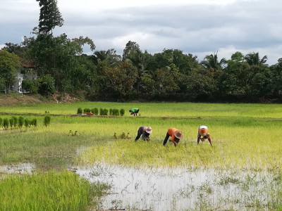 โครงการสาธิตการเกษตรแบบผสมผสาน อ.รัตนบุรี จ.สุรินทร์ รูปภาพ 4