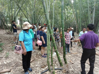 โครงการปลูกไผ่เชิงเศรษฐกิจโดยใช้วิธีเกษตรธรรมชาติ อ.สัตหีบ ... รูปภาพ 4