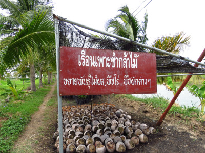 โครงการสาธิตการปลูกพืชในพื้นที่ดินเค็มอันเนื่องมาจากพระราชดำริ ต.ตาจั่น อ.คง จ.นครราชสีมา ... รูปภาพ 6