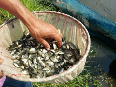 โครงการพัฒนาที่ดินมูลนิธิชัยพัฒนา บ้านเกาะกา ต.ท่าเรือ ... รูปภาพ 3