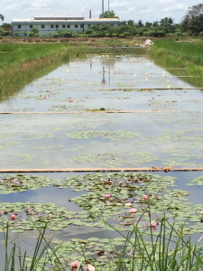 โครงการพัฒนาที่ดินมูลนิธิชัยพัฒนา (นาบัว) ต.พงสวาย อ.เมือง ... รูปภาพ 8