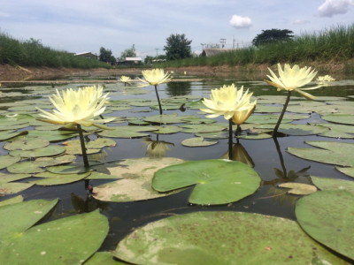 โครงการพัฒนาที่ดินมูลนิธิชัยพัฒนา (นาบัว) ต.พงสวาย อ.เมือง ... รูปภาพ 7