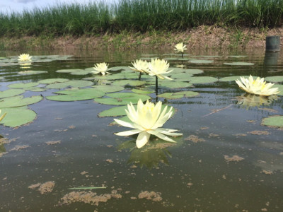 โครงการพัฒนาที่ดินมูลนิธิชัยพัฒนา (นาบัว) ต.พงสวาย อ.เมือง ... รูปภาพ 6