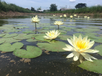 โครงการพัฒนาที่ดินมูลนิธิชัยพัฒนา (นาบัว) ต.พงสวาย อ.เมือง ... รูปภาพ 5