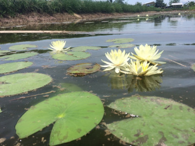 โครงการพัฒนาที่ดินมูลนิธิชัยพัฒนา (นาบัว) ต.พงสวาย อ.เมือง ... รูปภาพ 3