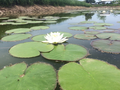 โครงการพัฒนาที่ดินมูลนิธิชัยพัฒนา (นาบัว) ต.พงสวาย อ.เมือง ... รูปภาพ 4