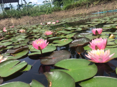 โครงการพัฒนาที่ดินมูลนิธิชัยพัฒนา (นาบัว) ต.พงสวาย อ.เมือง ... รูปภาพ 2