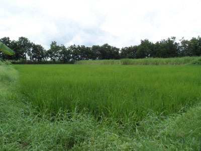 โครงการพัฒนาพื้นที่การเกษตรแบบผสมผสานบ้านติ้ว จ.อุดรธานี รูปภาพ 4