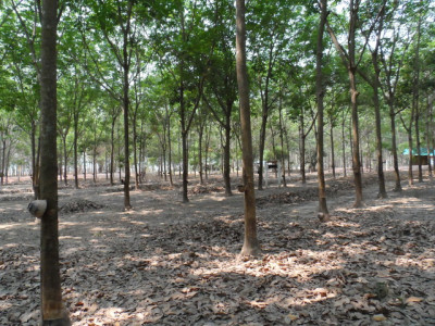 โครงการพัฒนาพื้นที่การเกษตรบ้านโนนสมบูรณ์ จ.อุดรธานี รูปภาพ 3