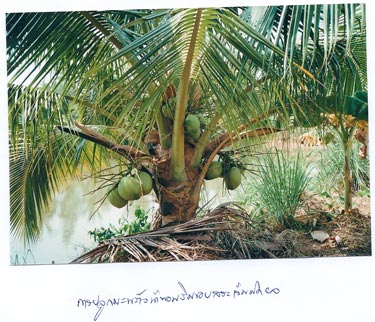 โครงการสาธิตการพัฒนาที่ดิน อ.รัตนบุรี จ.สุรินทร์ - โครงการสาธิตการเกษตรแบบผสมผสาน อ.รัตนบุรี จ.สุรินทร์ (25 พฤษภาคม 2553) โครงการสาธิตการพัฒนาที่ดิน อ.รัตนบุรี จ.สุรินทร์ - โครงการสาธิตการเกษตรแบบผสมผสาน อ.รัตนบุรี จ.สุรินทร์ (25 พฤษภาคม 2553)