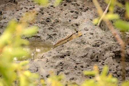 mangrove forest02